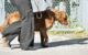 Are Head Collars Bad for Dogs 5 Are Head Collars Bad for Dogs
