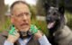 How to Train Dog With Electric Shock Collar 5 How to Train Dog With Electric Shock Collar