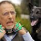 How to Train Dog With Electric Shock Collar