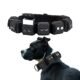 The Best Weighted Dog Collar For An Active Pet