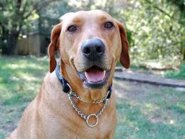 Can My Dog Wear a Martingale Collar All the Time