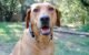 Can My Dog Wear a Martingale Collar All the Time 5 Can My Dog Wear a Martingale Collar All the Time