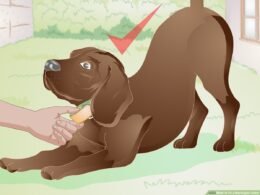 Fit a Martingale Collar