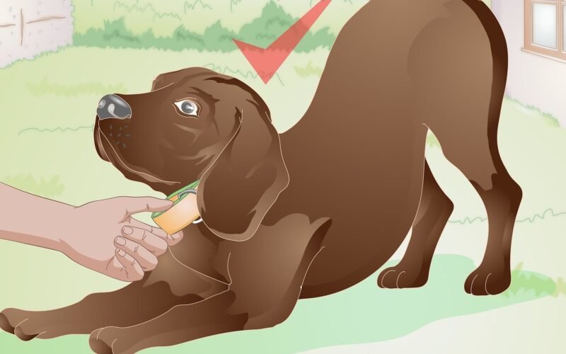 Fit a Martingale Collar