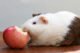 Can Guinea Pigs Eat Apples 17 Can Guinea Pigs Eat Apples