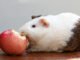 Can Guinea Pigs Eat Apples