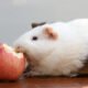 Can Guinea Pigs Eat Apples 26 Can Guinea Pigs Eat Apples