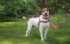 Revealing the Best Dog Collars for Excessive Barkers 5 Revealing the Best Dog Collars for Excessive Barkers