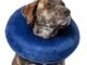 The Calm Paws Basic Inflatable Dog Collar