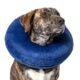The Calm Paws Basic Inflatable Dog Collar 8 The Calm Paws Basic Inflatable Dog Collar