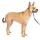 The Best Dog Collar For Pulling