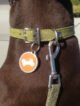 How to Attach Dog Tag to Collar