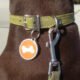 How to Attach Dog Tag to Collar