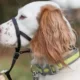Celebrate Style With Trendy Halter Harnesses for Dogs