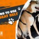 A Guide to Using a Mighty Paw Dog Harness in the Vehicle