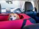 Drive Safely With Your Pup: The Importance of Dog Vehicle Harnesses for Road Trips