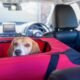 Drive Safely With Your Pup: The Importance of Dog Vehicle Harnesses for Road Trips