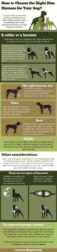 A Guide to Choosing the Right Head Halter for Your Dog