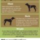 A Guide to Choosing the Right Head Halter for Your Dog