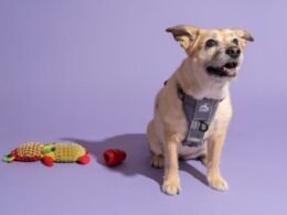 A Guide to Choosing the Perfect Dog Vest Harness