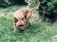 How to Train a Dog to Pee on a Leash 29 How to Train a Dog to Pee on a Leash