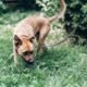 How to Train a Dog to Pee on a Leash 7 How to Train a Dog to Pee on a Leash