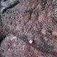 What Causes Skin Tags on Dogs