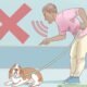 How to Train Dog to Heel on Leash