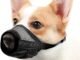 Muzzles for Aggressive Dogs: Choosing the Right Type And Ensuring Proper Fit