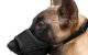 The Best Dog Muzzle 5 The Best Dog Muzzle