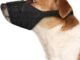Muzzles for Small Dogs: Finding the Right Fit And Style 25 Muzzles for Small Dogs: Finding the Right Fit And Style