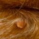 How to Remove Skin Tags on Dogs