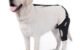 The Importance of Properly Fitting a Dog Muzzle: Avoiding Discomfort And Injury 5 The Importance of Properly Fitting a Dog Muzzle: Avoiding Discomfort And Injury
