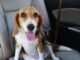 How to Secure Dog in Car With Leash