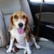 How to Secure Dog in Car With Leash