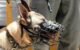 The Evolution of Dog Muzzles: From Historical Use to Modern-Day Applications 5 The Evolution of Dog Muzzles: From Historical Use to Modern-Day Applications