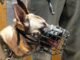 The Evolution of Dog Muzzles: From Historical Use to Modern-Day Applications 32 The Evolution of Dog Muzzles: From Historical Use to Modern-Day Applications