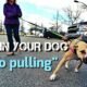 How to Train Dog to Walk Without a Leash 7 How to Train Dog to Walk Without a Leash