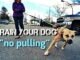 How to Train a Dog to Walk on a Leash