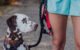 Are Hands-Free Dog Leashes Good 5 Are Hands-Free Dog Leashes Good