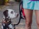Are Hands-Free Dog Leashes Good 28 Are Hands-Free Dog Leashes Good