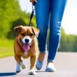 How to Leash Train a Dog or Puppy to Walk on a Leash