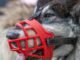 Soft Vs. Basket Muzzles: Which is Right for Your Dog?