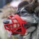 Soft Vs. Basket Muzzles: Which is Right for Your Dog?