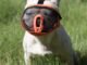 Muzzles for Brachycephalic Dogs: Finding Comfortable And Safe Options