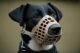 How to Introduce Your Dog to a Muzzle: A Step-By-Step Guide 6 How to Introduce Your Dog to a Muzzle: A Step-By-Step Guide