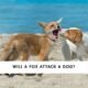 Will a Fox Attack a Dog on a Leash