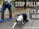 How to Stop Dog From Pulling on Leash