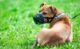 Diy Dog Muzzles: Safe Or Risky? 15 Diy Dog Muzzles: Safe Or Risky?