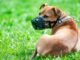 Diy Dog Muzzles: Safe Or Risky?